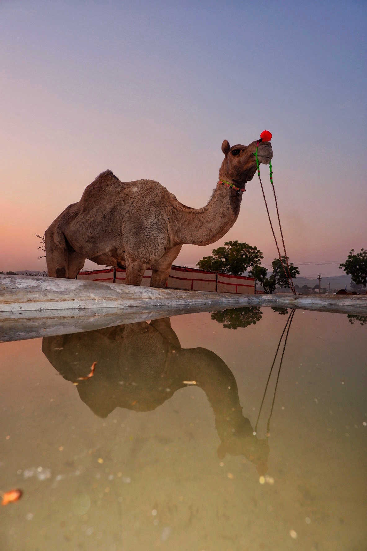 Life in Pushkar photograph 5